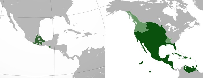 imperio azteca vs nueva españa